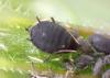 Aphis fabae